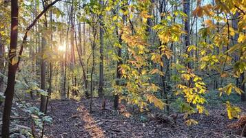 A forest with sunlight filtering through the trees.