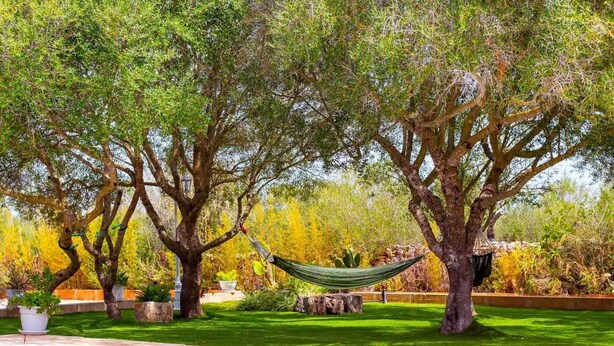 Une piscine entourée d’une végétation luxuriante et d’arbres.