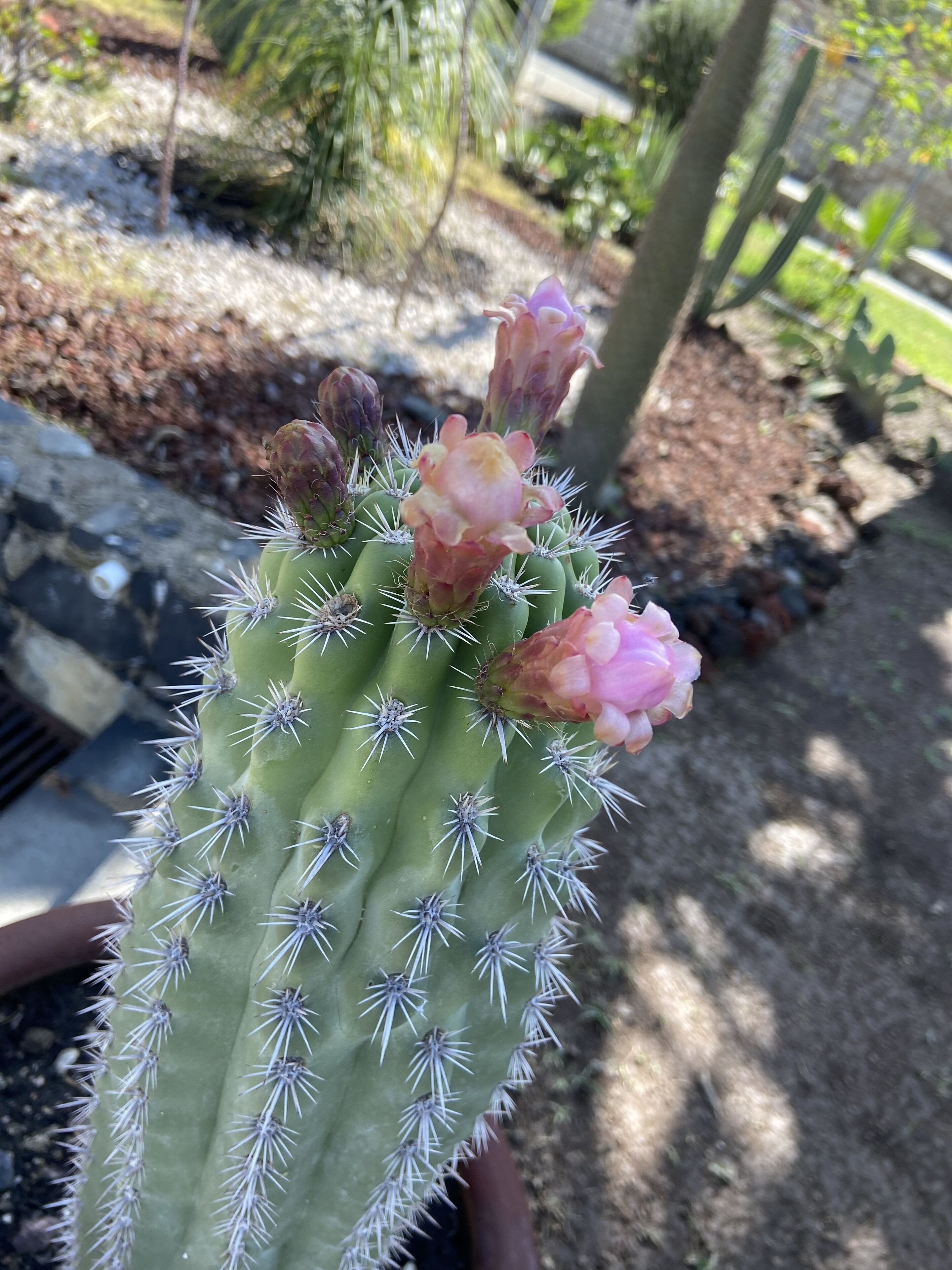 A close-up of a cactus with spines and flowers.