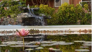 Un estanque con una flor de loto, una pequeña cascada y abundante vegetación circundante.