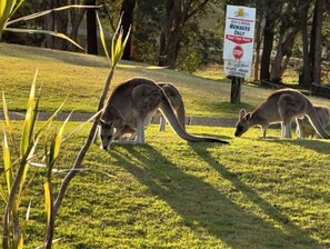 Exterior - Luxury Golf Course Townhouse, direct golf course frontage-FREE NIGHTS (Salamander Bay)