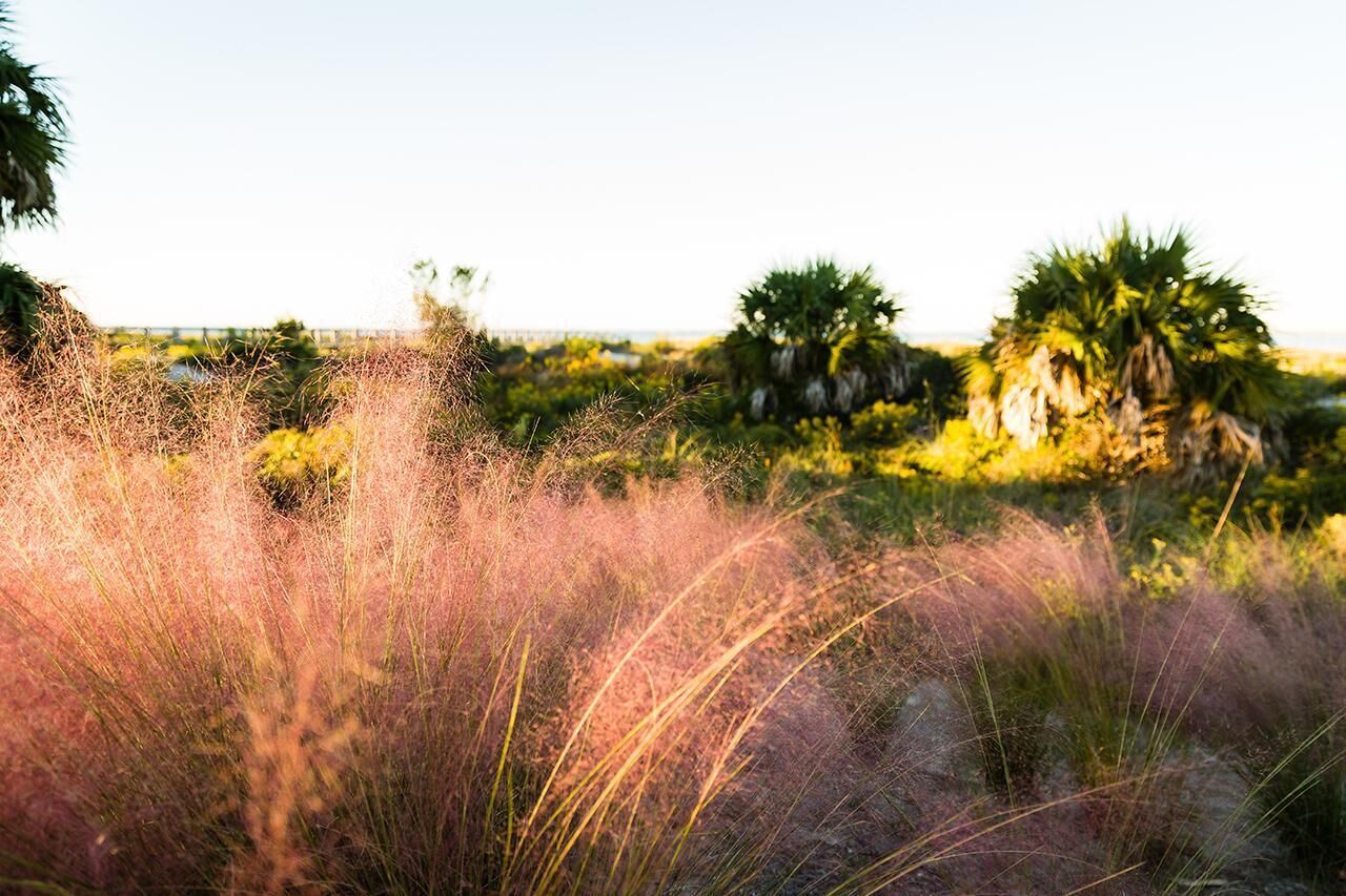 A natural landscape with tall grasses and palm trees.