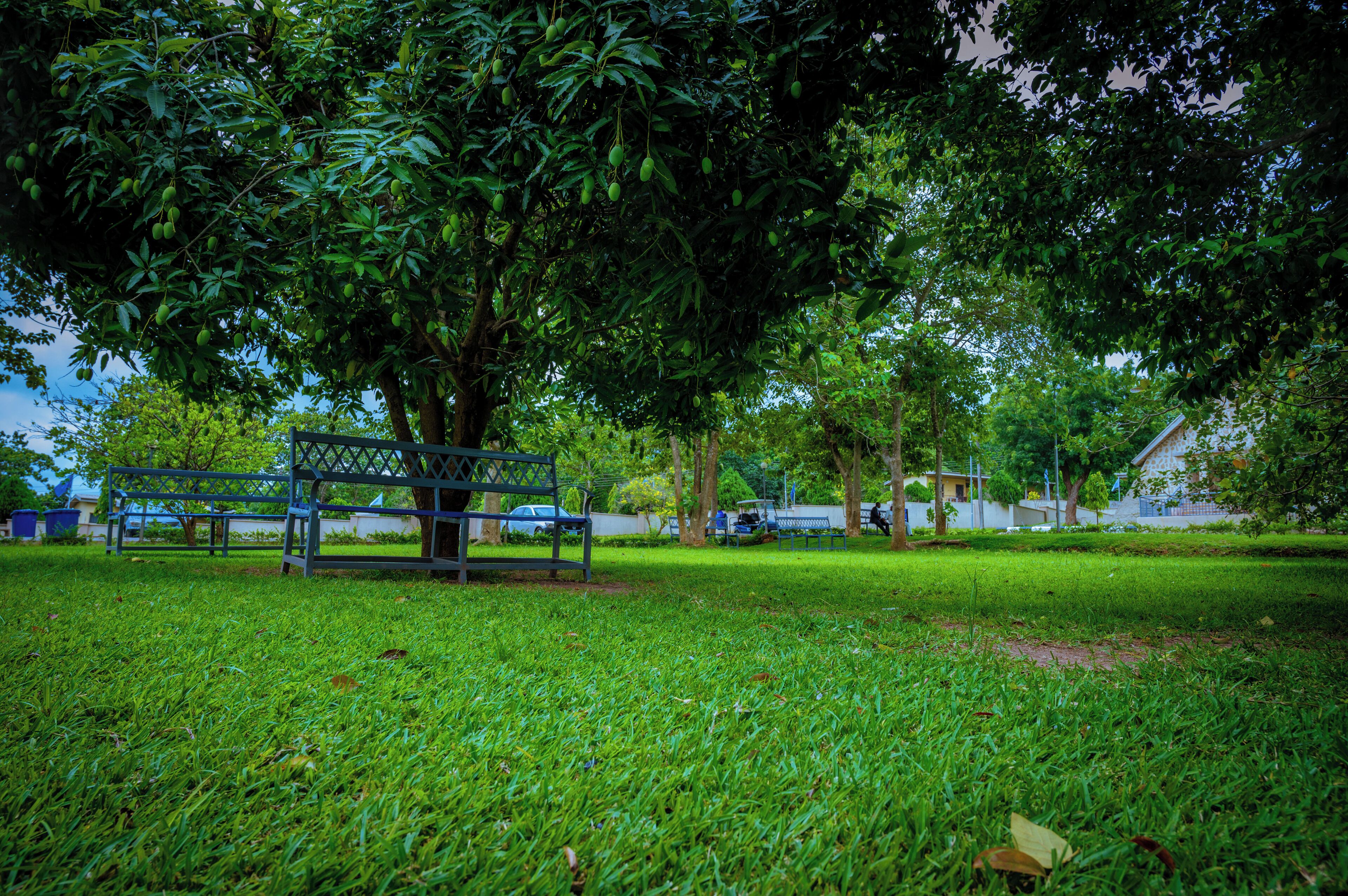 Taman