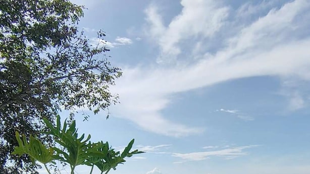 A concrete planter with a tree and grass, next to a pool with a checkered pattern, under a clear sky.
