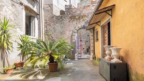 Un stretto vicolo con piante in vaso, un muro in pietra e un edificio con facciata gialla.
