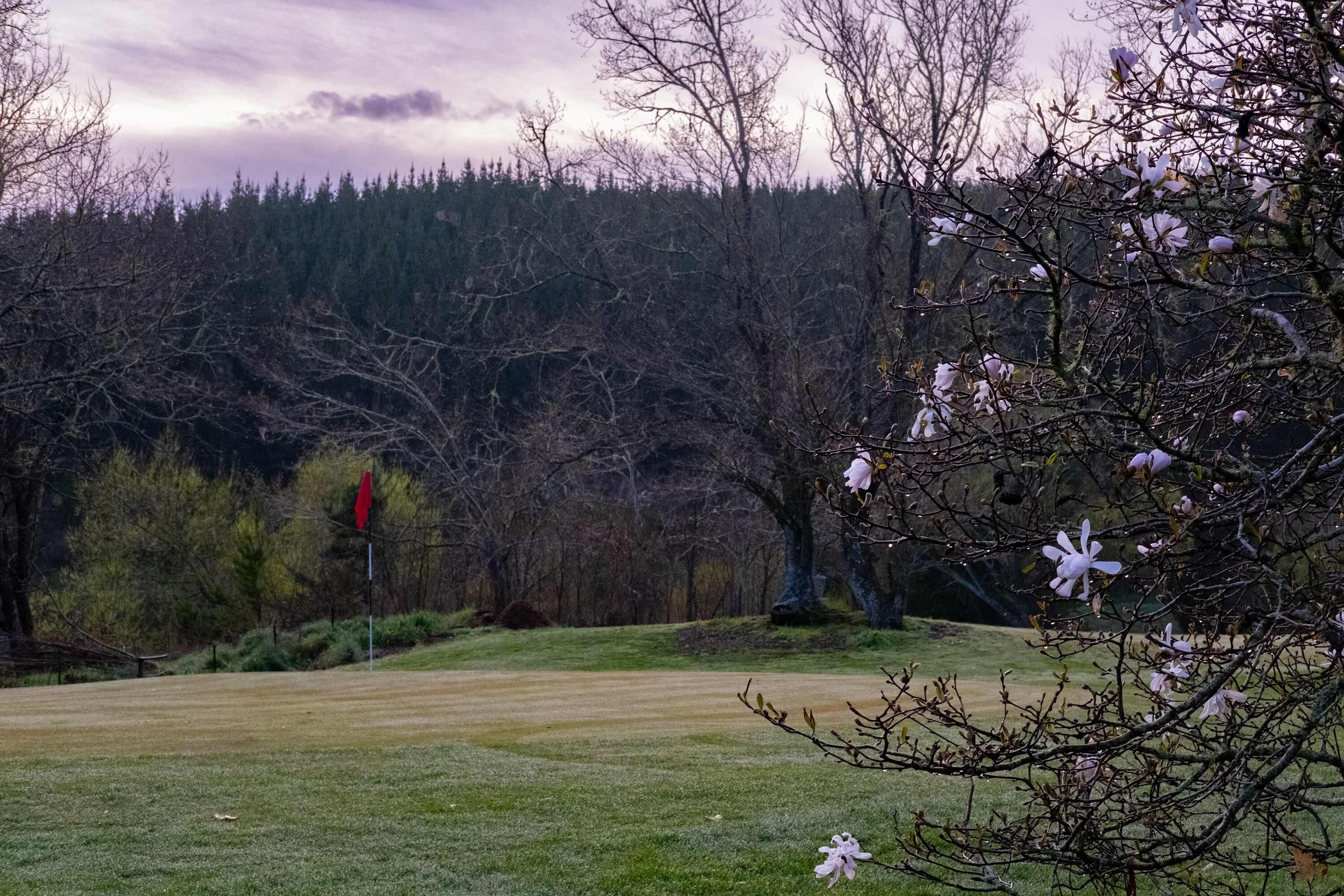 A grassy field with a red flag, trees, and a forest in the background.