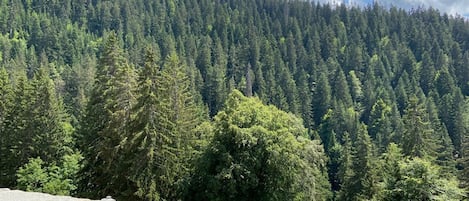 A stone ledge overlooking a dense forest with a clear sky.