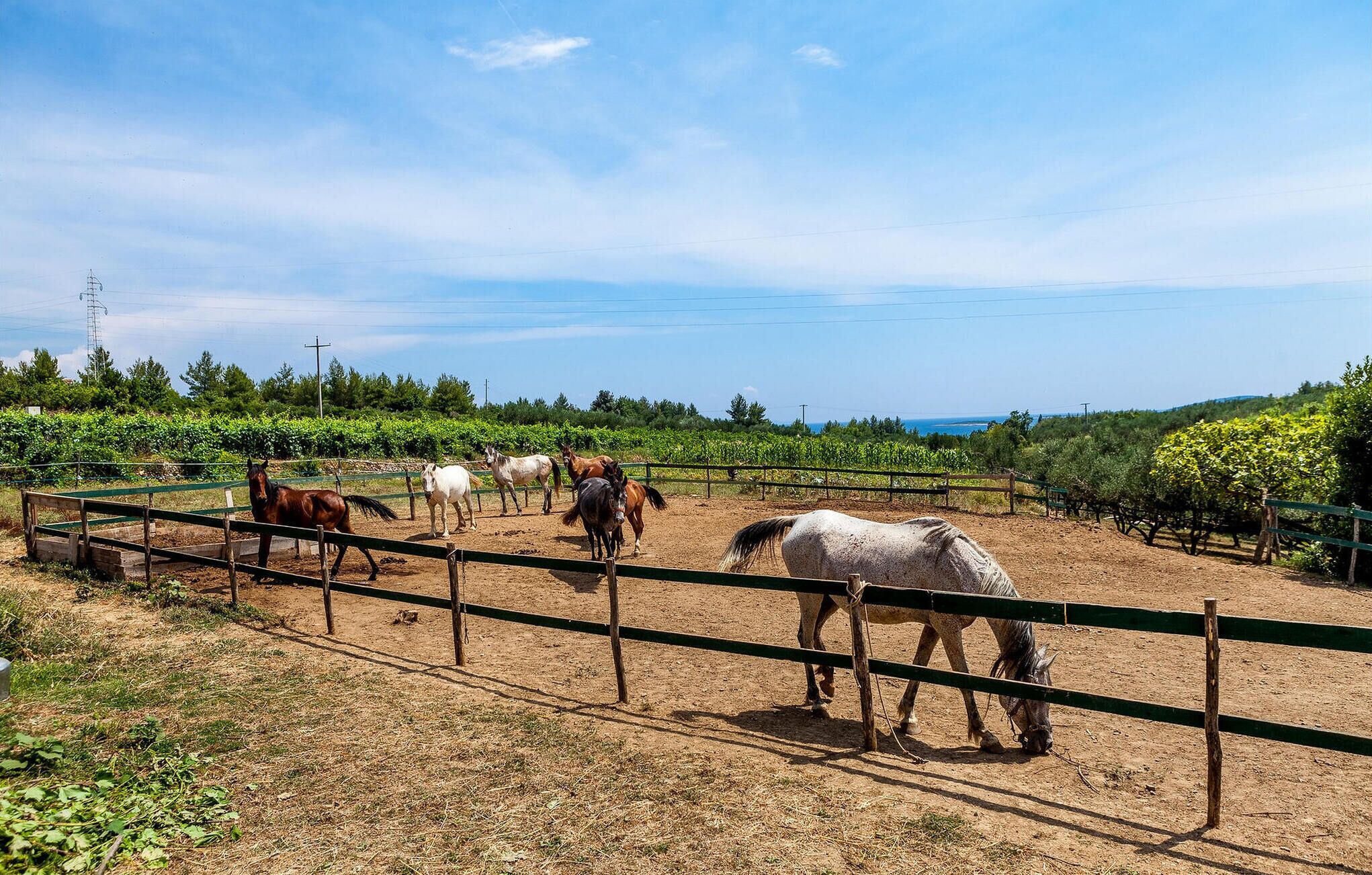 A fenced outdoor area with several horses and a vineyard in the background.