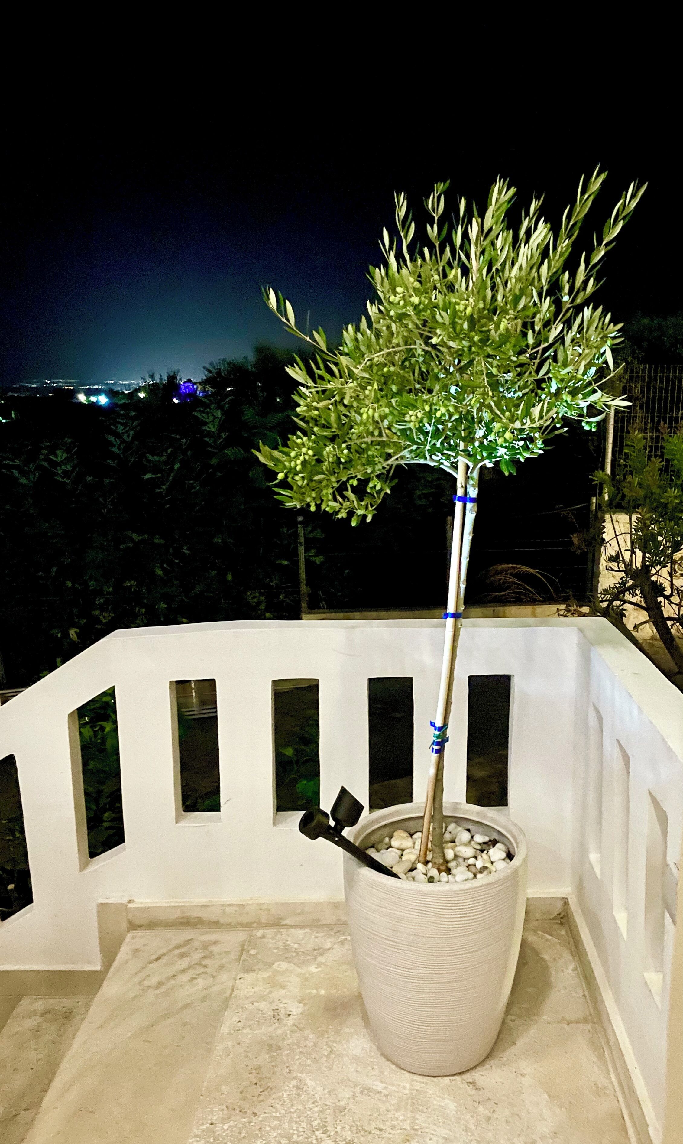 A potted tree on a balcony with a view of a cityscape at night.