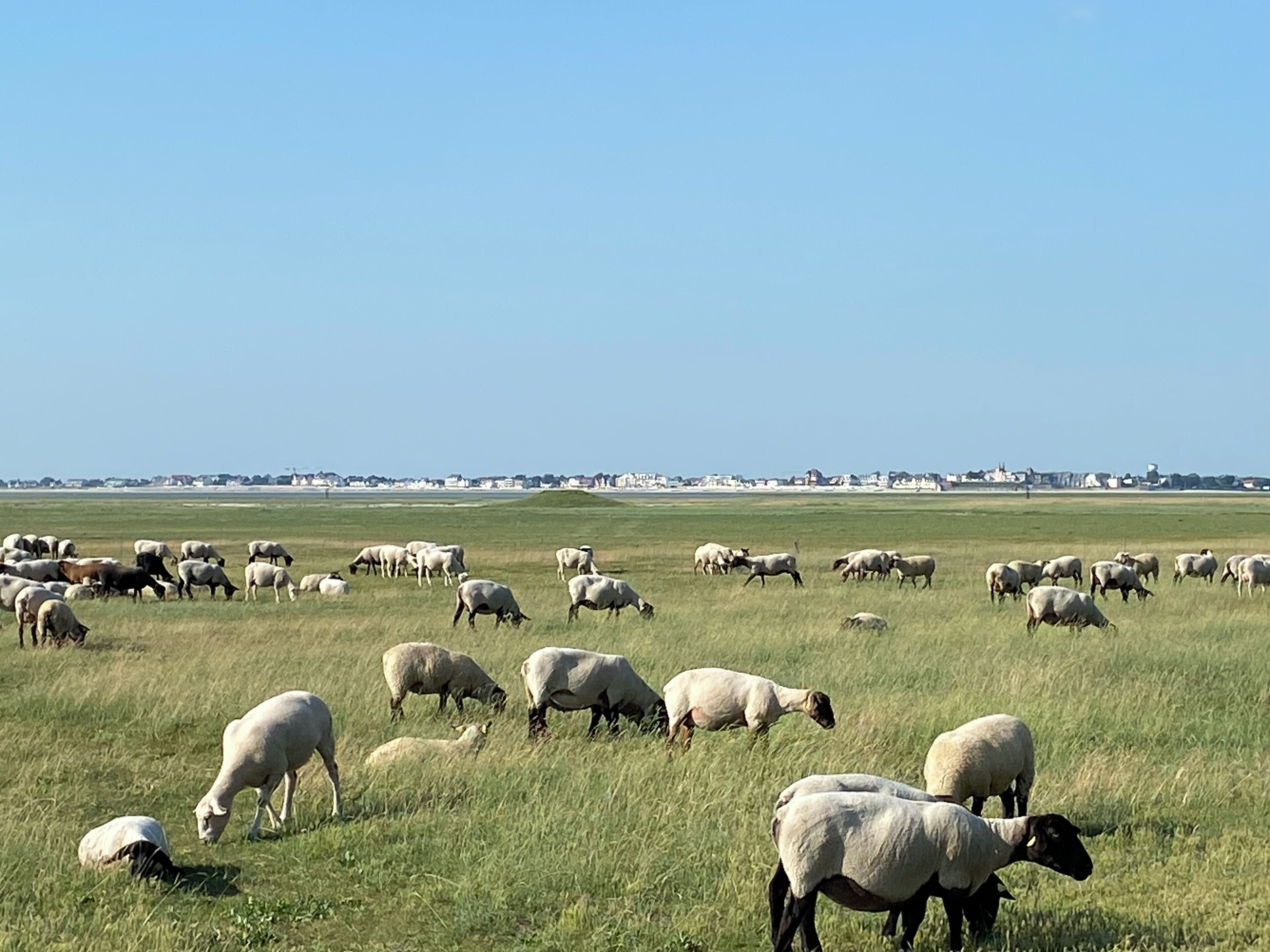 Een uitgestrekt veld met een kudde schapen die grazen.