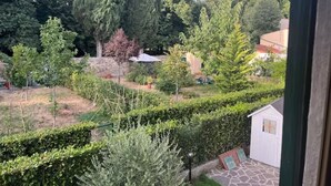 Ein Garten mit verschiedenen Bäumen und einer kleinen Gartenhütte.
