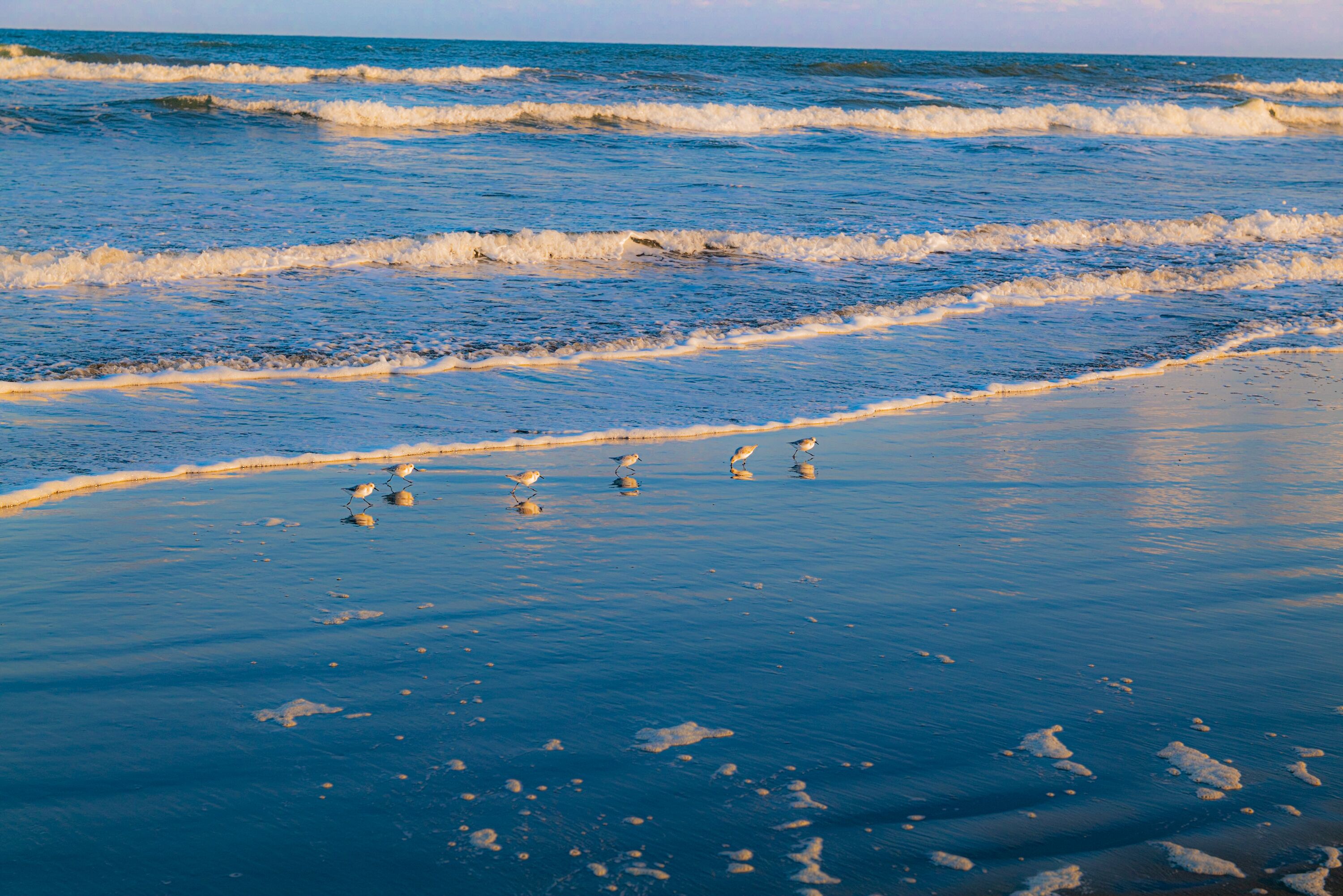 Une plage avec des vagues et des mouettes.
