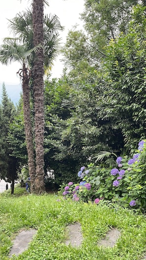 A garden with palm trees, dense foliage, and purple hydrangea flowers.