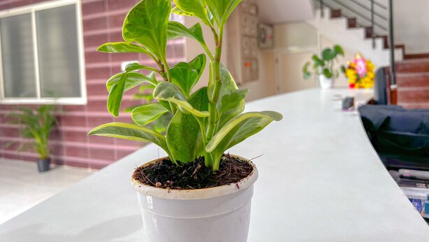 Una planta en maceta sobre una mesa blanca en una habitación con pared rosa y ventana.