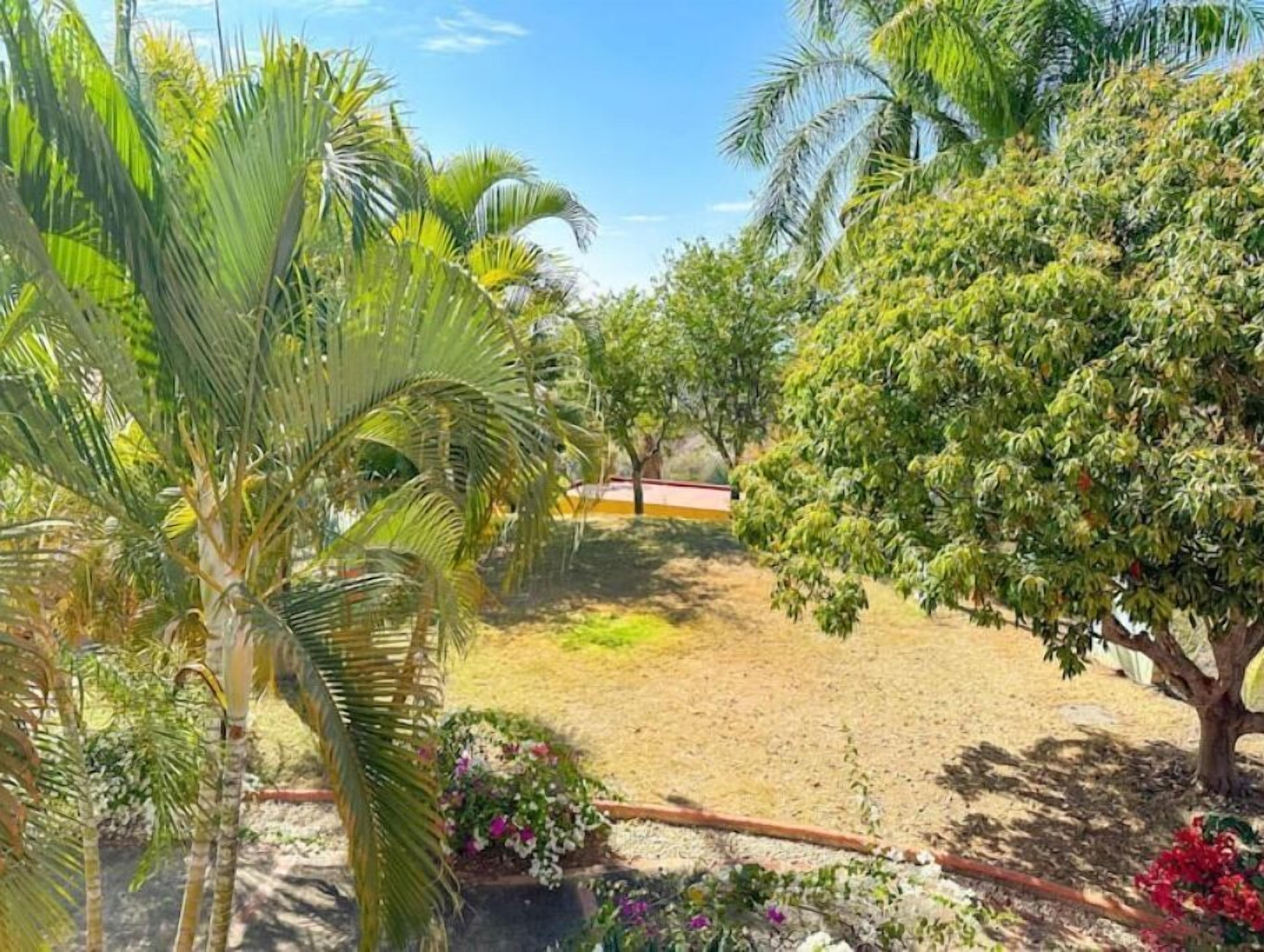 A garden with palm trees and flowering plants.