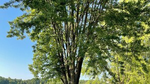 Eine friedliche Seelage mit einem großen Baum, einer grünen Wiese und einem Holzsteg.