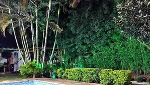 Una piscina con borde de azulejos, rodeada de palmeras y otra vegetación.