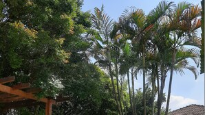 Una hamaca entre postes de madera, una terraza verde y una piscina en un jardín exuberante con altas palmeras y follaje denso.
