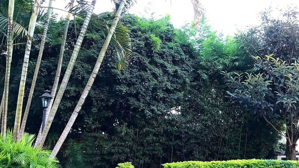 Un jardín con diversos árboles, una piscina pequeña y un sendero pavimentado.