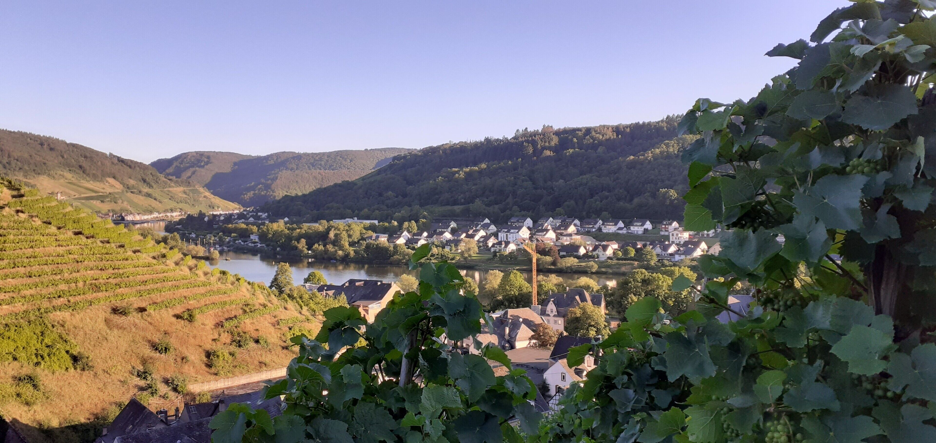 Viñedo con filas de vides, un río y un pueblo con casas y una iglesia.