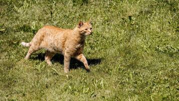Animaux de compagnie acceptés