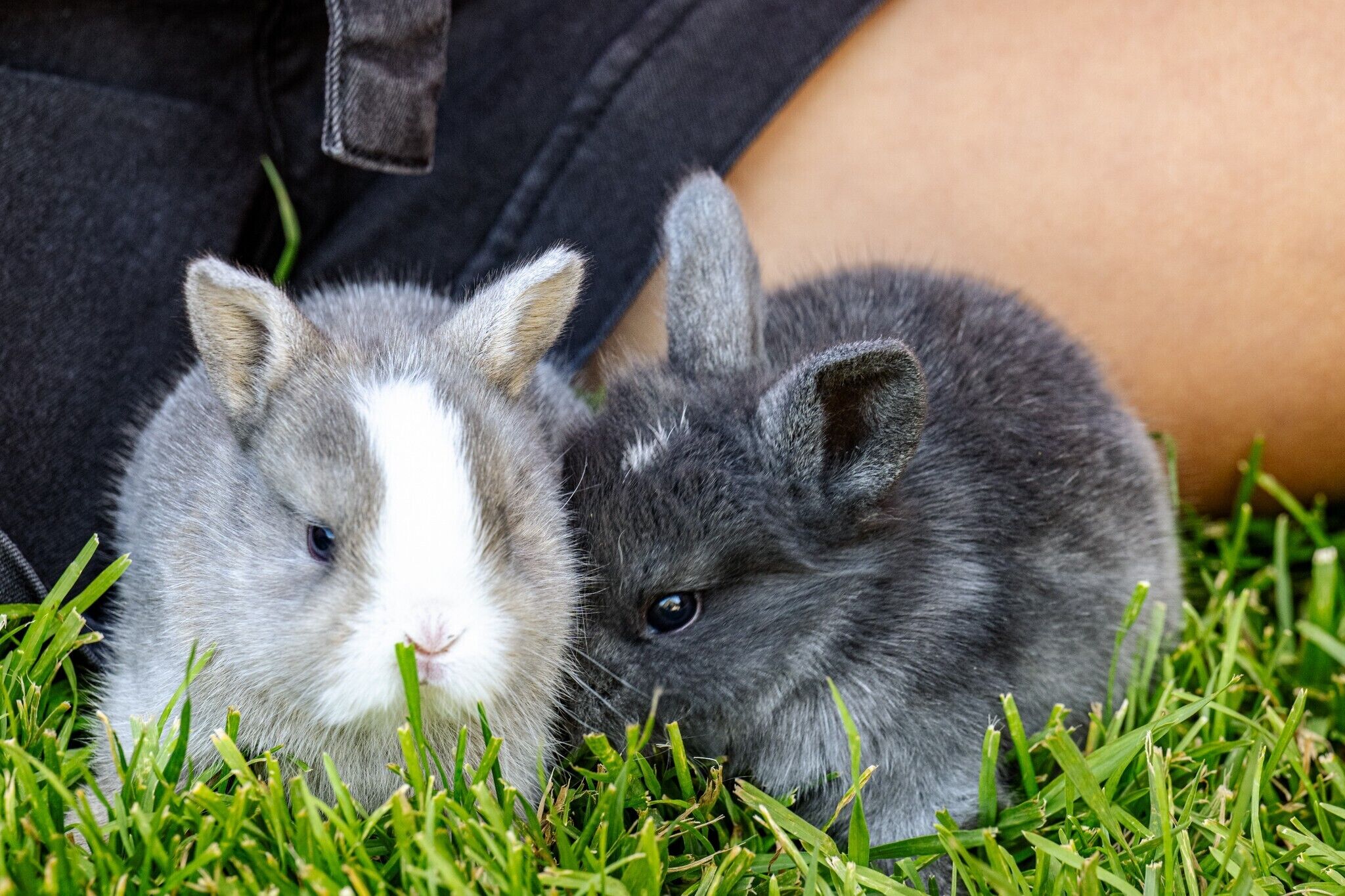 Two small rabbits on grass.