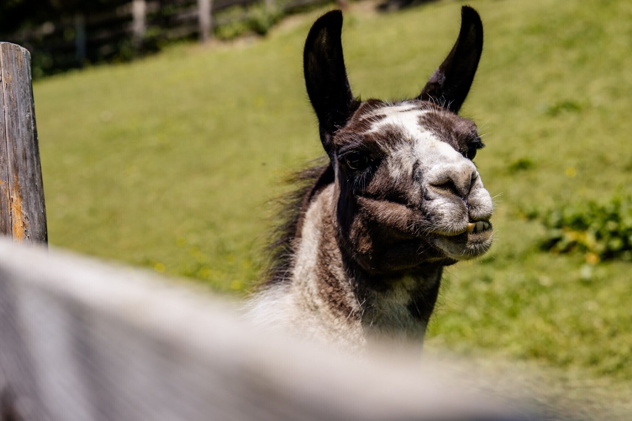 A llama with a visible ear and part of its face.