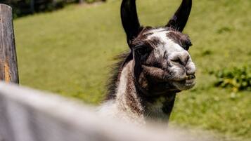 A llama with a visible ear and part of its face.