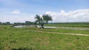 A river with a palm tree in the foreground and a path leading to it.