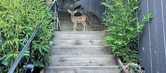 Lovely and Quiet suite with GORGEOUS VIEWS-10 min to Golden Gate Bridge