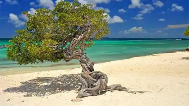 Un árbol en una playa arenosa, con agua azul cristalina y un cielo parcialmente nublado.