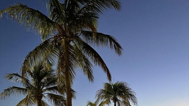 Une plage avec trois palmiers et un ciel dégagé.
