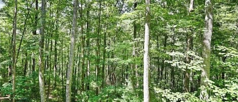 Un bosque tupido con árboles altos y abundante sotobosque.
