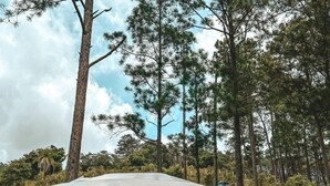 A white tent with a geometric window design, surrounded by tall pine trees and a clear sky.