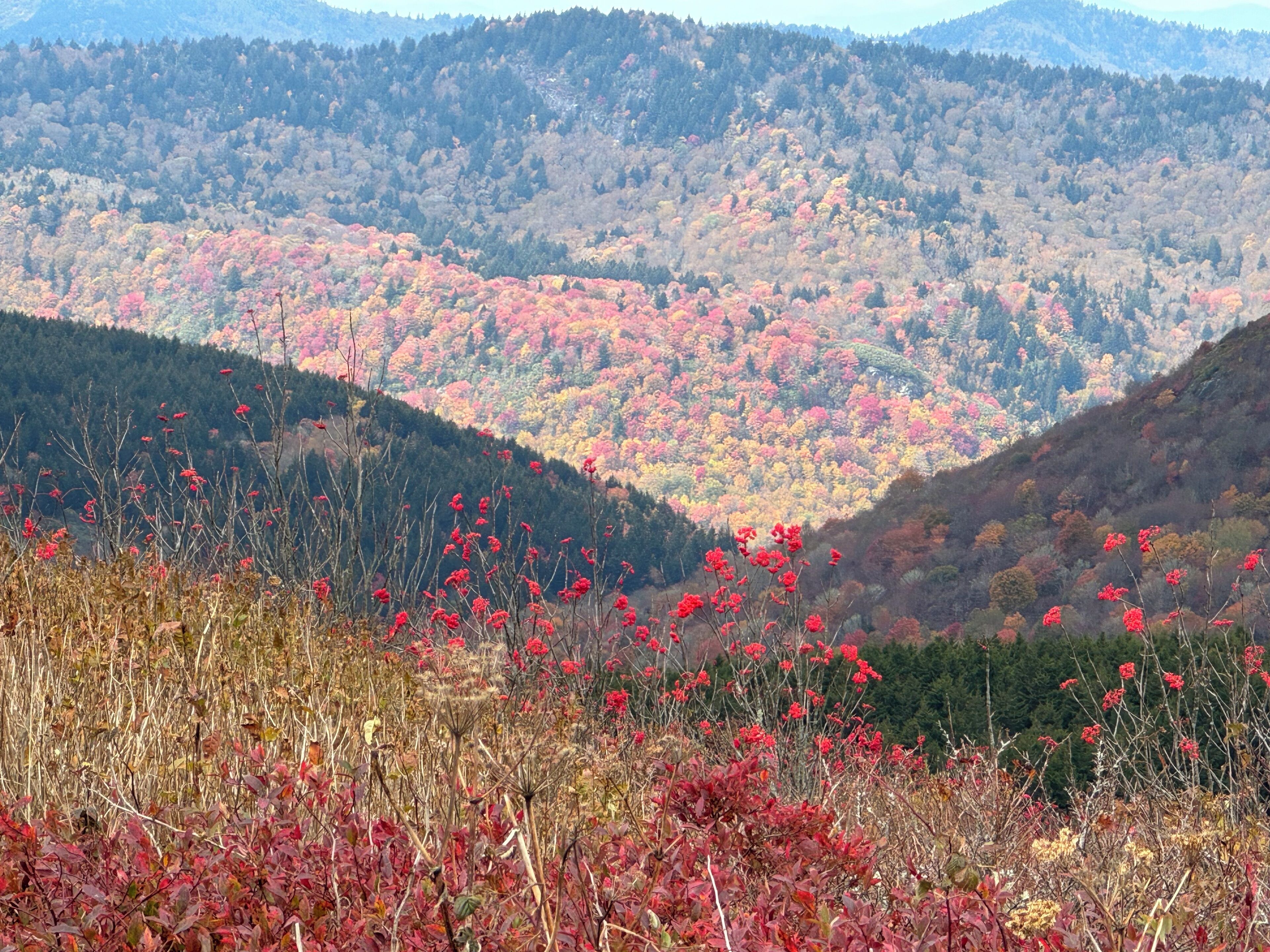 A mountainous landscape with autumn foliage and red flowers in the foreground.