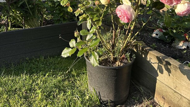 A potted rose bush with pink and white blooms in front of a house. - A comfortable two-bedroom with even a king size bed , close to YVR Richmond (Richmond)