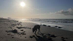 Una playa con un perro, un muelle al fondo y el sol poniéndose.