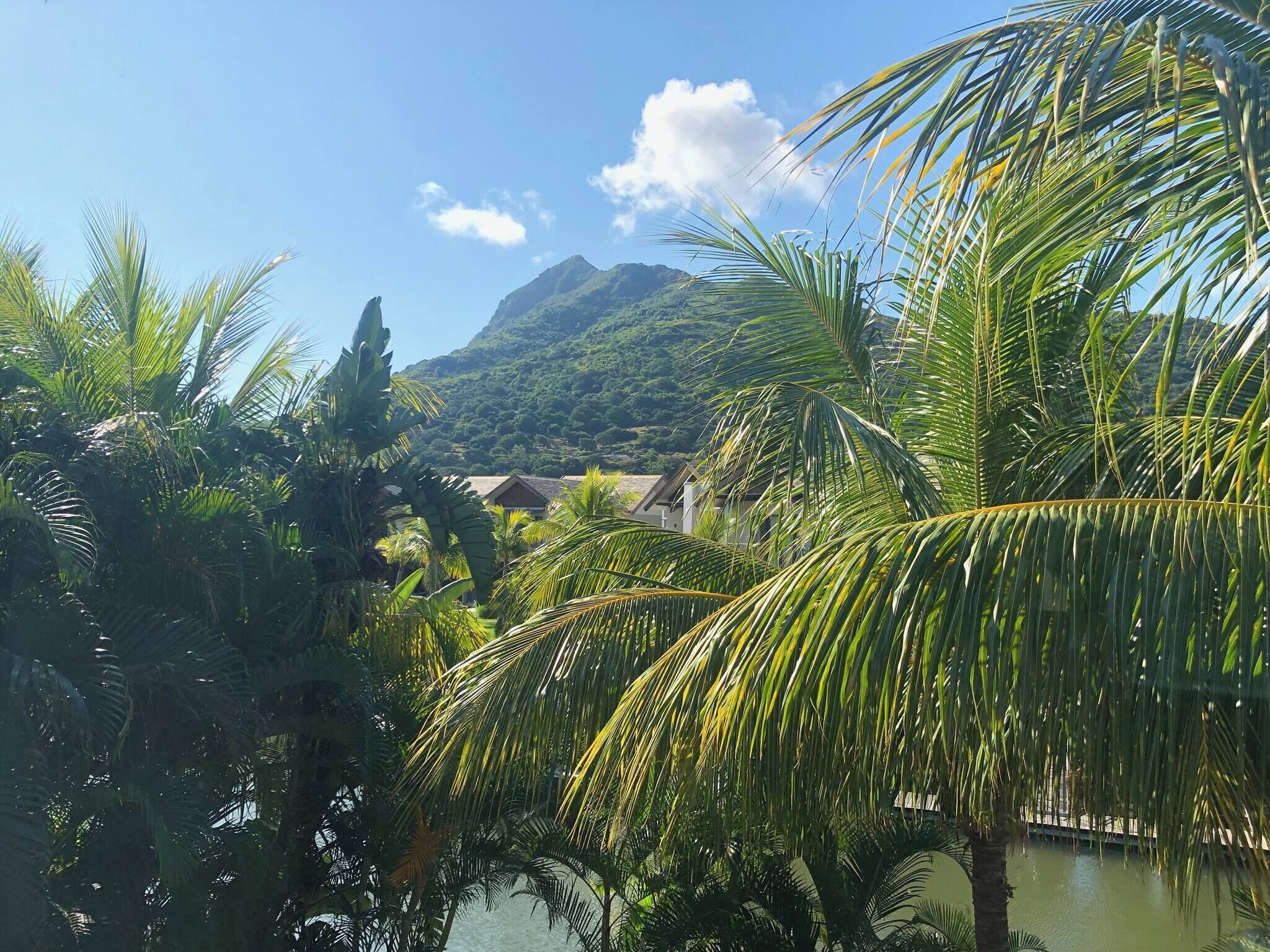 A tropical landscape with palm trees, a mountain, and a body of water.