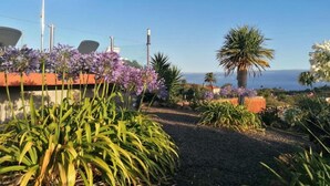 Un jardin avec des plantes, un palmier et une vue sur l’océan.