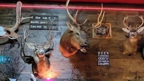 A wall with mounted deer heads and a sign that says 'I like big bucks and I can not lie.' - Ocean  marina  hotel port alberni (Port Alberni)