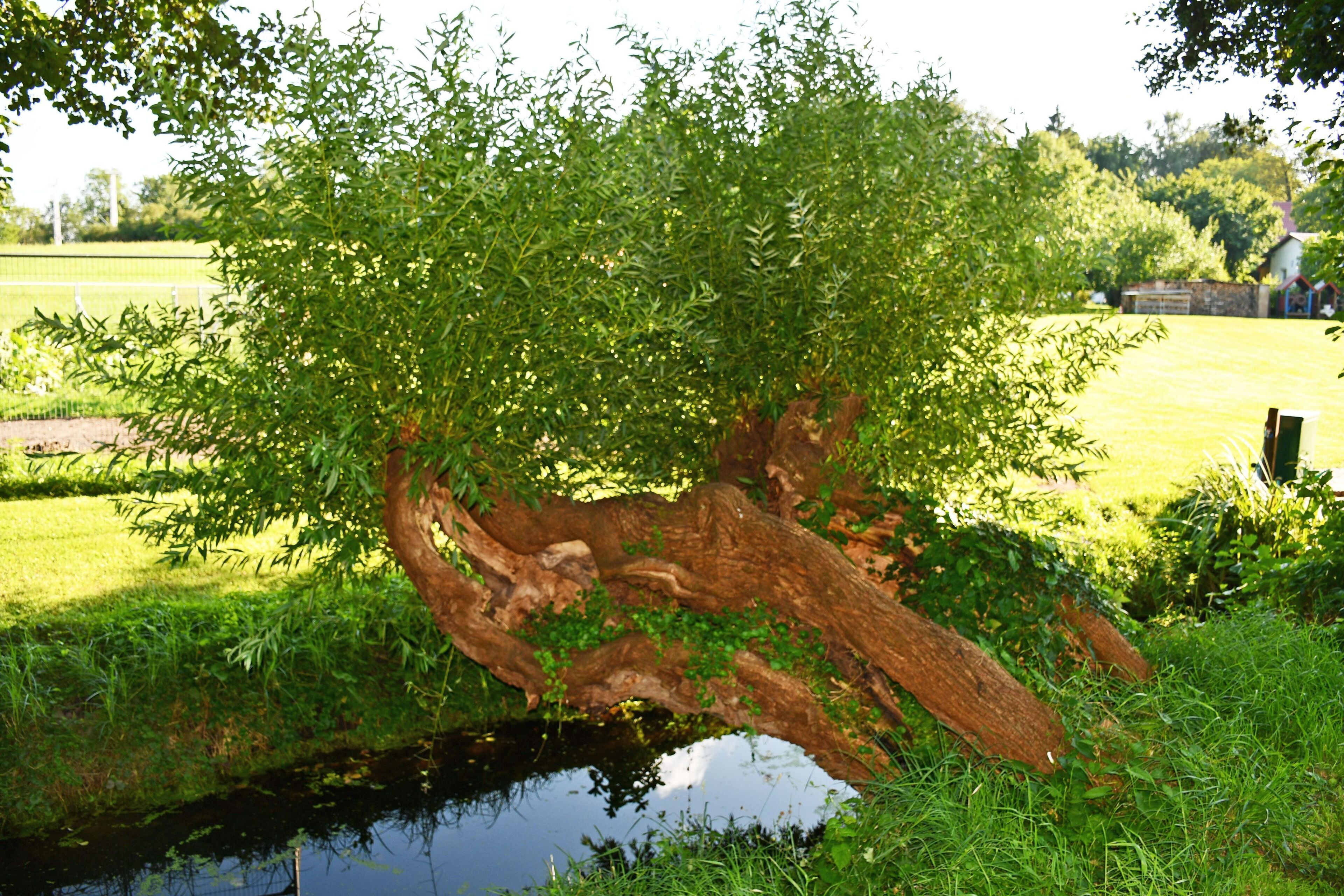 Ferienwohnungen auf dem Pommernhof mit großem Garten!