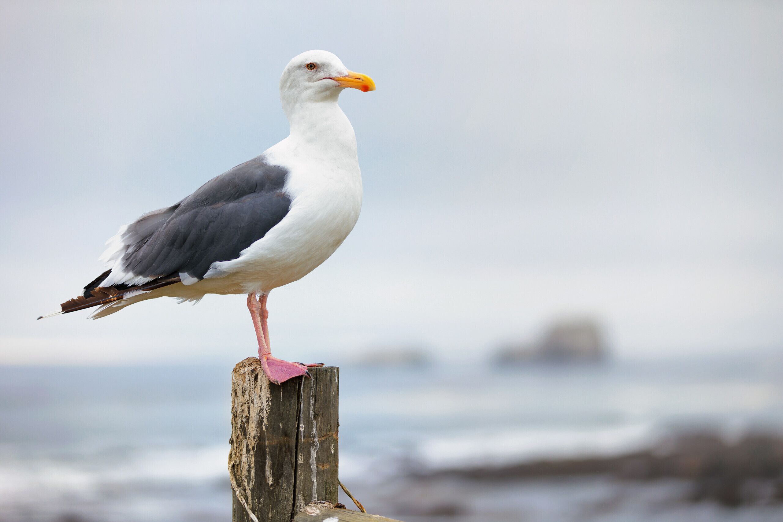 Eine Möwe sitzt auf einem Holzpfahl am Meer.