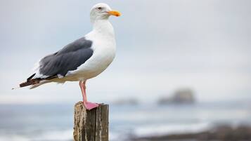 Eine Möwe sitzt auf einem Holzpfahl am Meer.