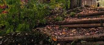 Secluded pet friendly cabin on 40 acres with frontage on the Kettle River