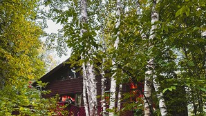 Un chalet rustique entouré d’une végétation luxuriante et de bouleaux.