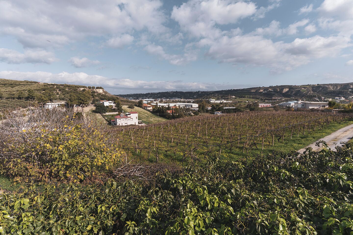 Viñedo con hileras de vides, un sendero de tierra y edificios al fondo.