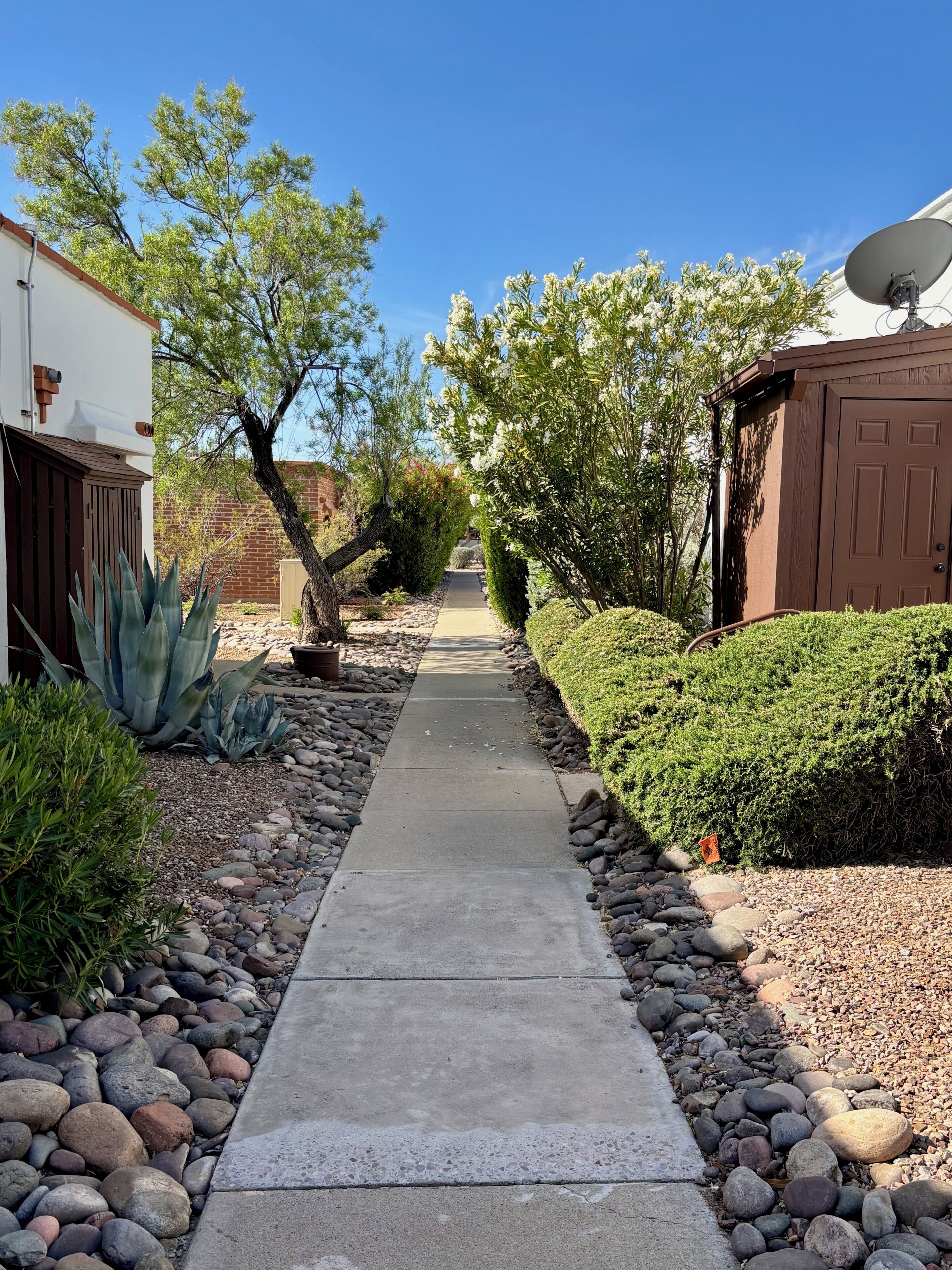A concrete pathway flanked by rocks and various plants, leading to a building with a satellite dish.
