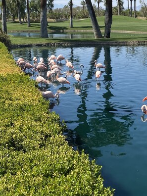 Stroll through a peaceful water feature surrounded by lush greenery and trees.