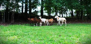 Áreas de la propiedad