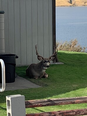 Property grounds - Lake Front with boat parking and easy access to the beach and marina  (Seven Bays)